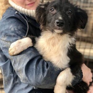 TIAMO - reserviert MD - vermittelt