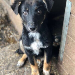 NIEKE - ausgereist zu Second Chance Dogs