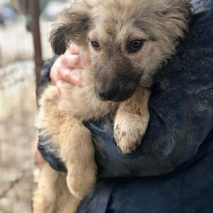 MEGGY - vermittelt JW