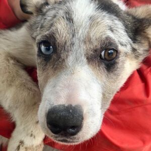 BLUEBELLE - wird bereits unsicher, sollte zeitnah ausreisen - reserviert PVA - vermittelt