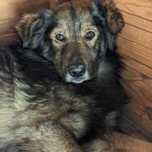 TAYO (♂) - hat aufgegeben, vollkommen resigniert - vermittelt NadineH