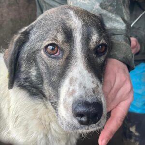 HANNALENE - reserviert Betty - vermittelt