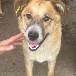 ARSLAN (♂) - vermisst 11/24