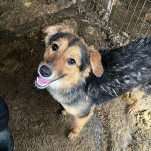 LAINY - auf PDR PS im PLZ Bezirk 38 - vermittelt