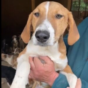 EDDA - ausgereist zum Kinder- und Tierschutzhof Hahnenberg