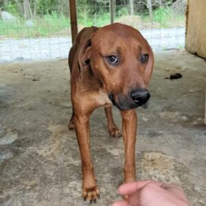 LANCE - ausgereist zum Kinder- und Tierschutzhof Hahnenberg