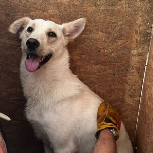 NANOOK (♂) - sollte zeitnah reisen, wird unsicherer