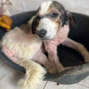 ARLIE - vermittelt Manuela