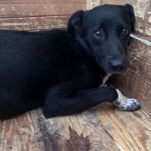 MARLIA - vermittelt Betty