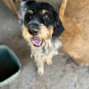 ZAPATO (♂) - ausgereist zum TH Tuttlingen