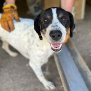 JARGO (♂) - seit mind. 2022 im Shelter - verzweifelt