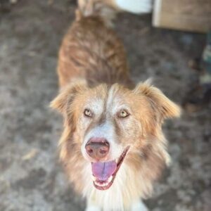 PIWI - vermittelt Manuela