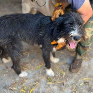 SATCHMO - viel zu dünn - vermittelt Manuela