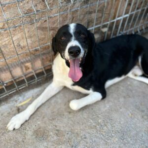 TERMINO - ausgereist zum Kinder- und Tierschutzhof Landesbergen