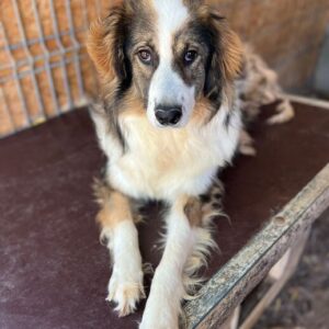 ARIANE (♀) - vermittelt NH