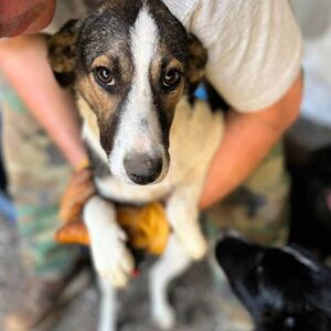 LILY - auf PDR PS im PLZ Bezirk 24 *vermittelt*