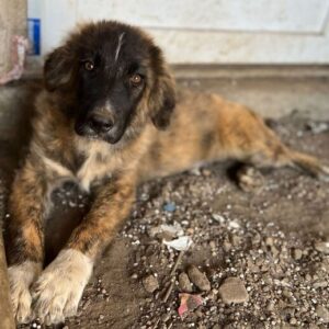 RESI - auf PDR PS im PLZ Bezirk 66 - vermittelt