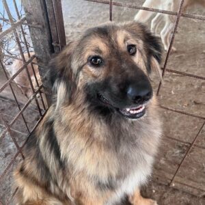 MOONPIE – sollte dringend ausreisen - vermittelt Betty