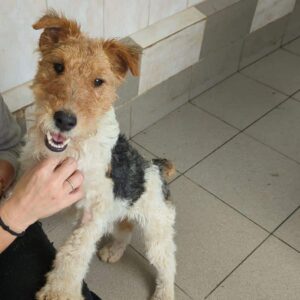 TOBBY - auf PDR PS im PLZ Bezirk 21 - vermittelt