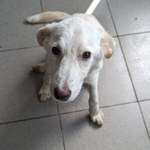 ALAIA - vermisst 11/24