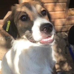 SCHILLER (♂) - ausgereist zum Tierschutzteam Rösrath