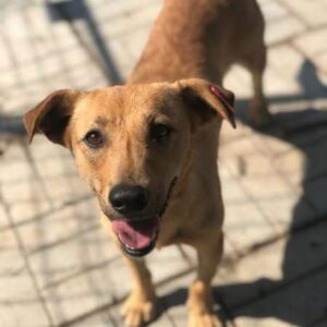 LUISE - ausgereist zum TST Rösrath