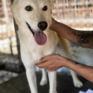 KARINA - auf PDR PS im PLZ Bezirk 65 - vermittelt