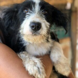 HIMARI - vermittelt Betty