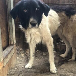 GAROSH(♂) – vermisst 11/24