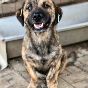 ELARD - ausgereist zum TH Lingen