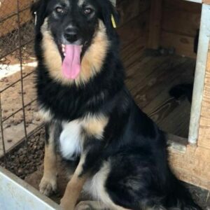 STARLIGHT - RBB 10/23