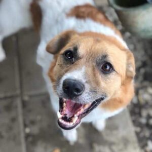 FRISBEE (♂) - seit mind. 2022 im Shelter