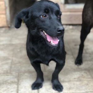 SHANA - ausgereist zum TST Rösrath