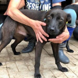 BEN - ausgereist zum Tierschutz Team Rösrath