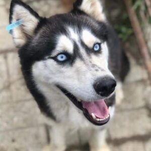 TIBA - Notfall: viel zu dünn - vermittelt Manuela