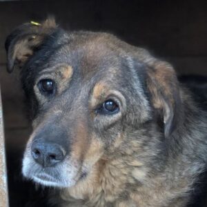 LISBETH (♀) - vermisst 11/24