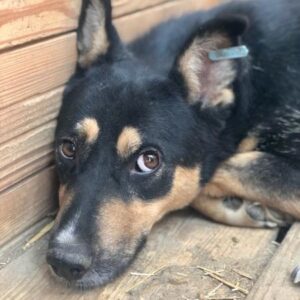 CALEY - vermisst 11/24