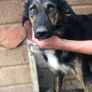 CAROL - vermittelt NadineH