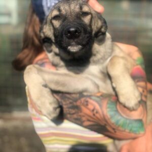 ADRIAN - ausgereist zur Tierhilfe Lebenswert