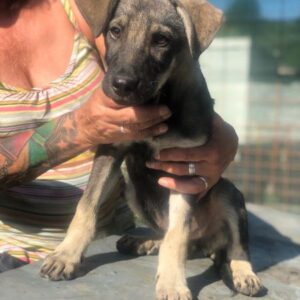 RONNY - ausgereist zur Tierhilfe Lebenswert