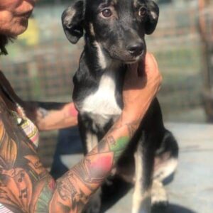 YANNA - ausgereist zur Tierhilfe Lebenswert