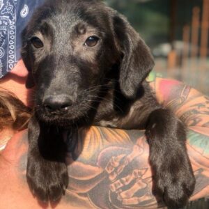 MARONI - ausgereist zur Tierhilfe Lebenswert