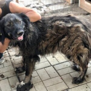 MOOGIE (♀) - ausgereist zu Vierbeiner in Not (AL)