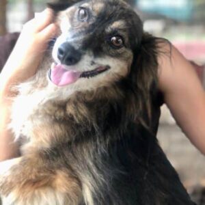 SCOOBI - vermisst 10/23