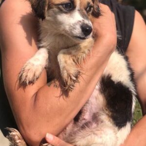 VICHY - ausgereist zum TST Rösrath