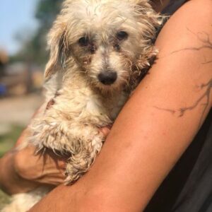 WAPI - auf PDR PS im PLZ Bezirk 44 - vermittelt