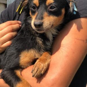 INOLA - auf PDR PS im PLZ Bezirk 8 - vermittelt