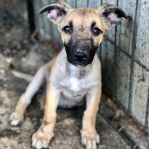 FELICITA - vermittelt MD