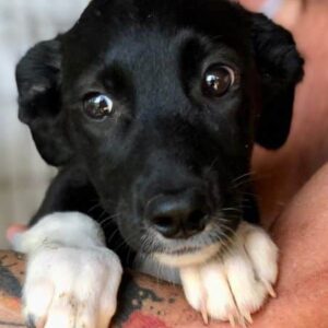 SWEET DREAMS - reserviert Tierhilfe Lebenswert DR - vermittelt