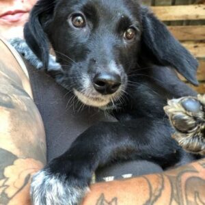 LONNI - reserviert Tierhilfe Lebenswert DR - vermittelt